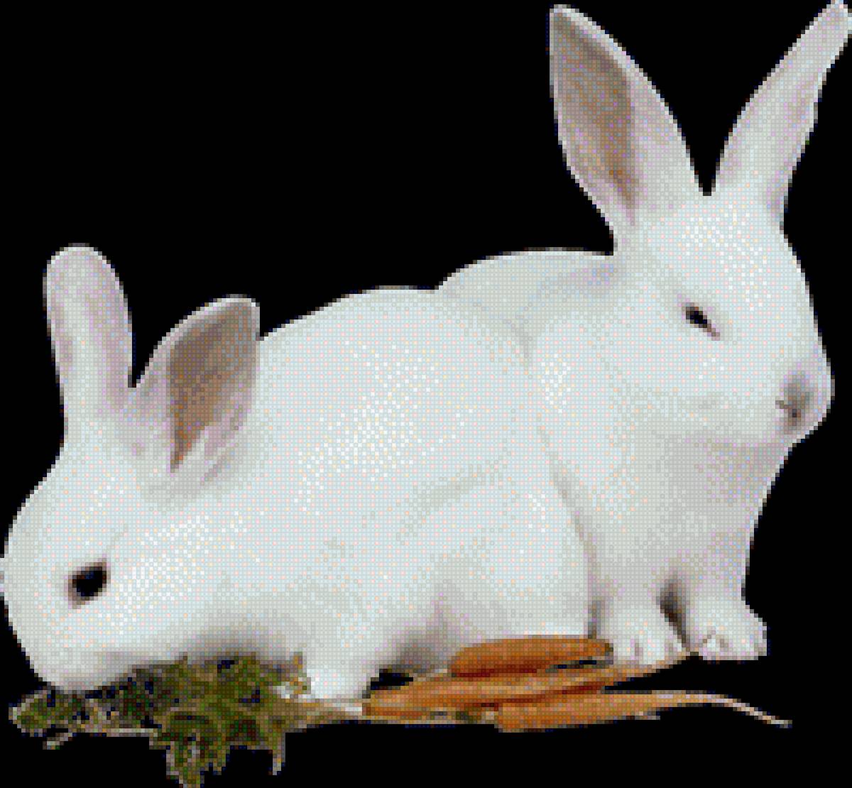 Кролики белые - пара, кролик, фото, белые - предпросмотр