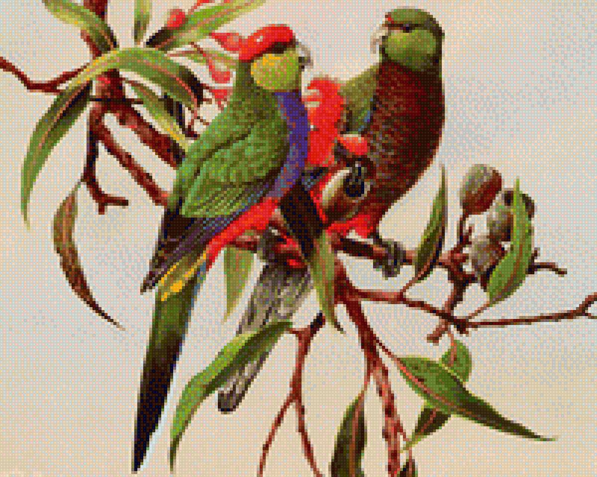 Попугаи на ветке - ветка, попугайчики, цветок. птицы - предпросмотр