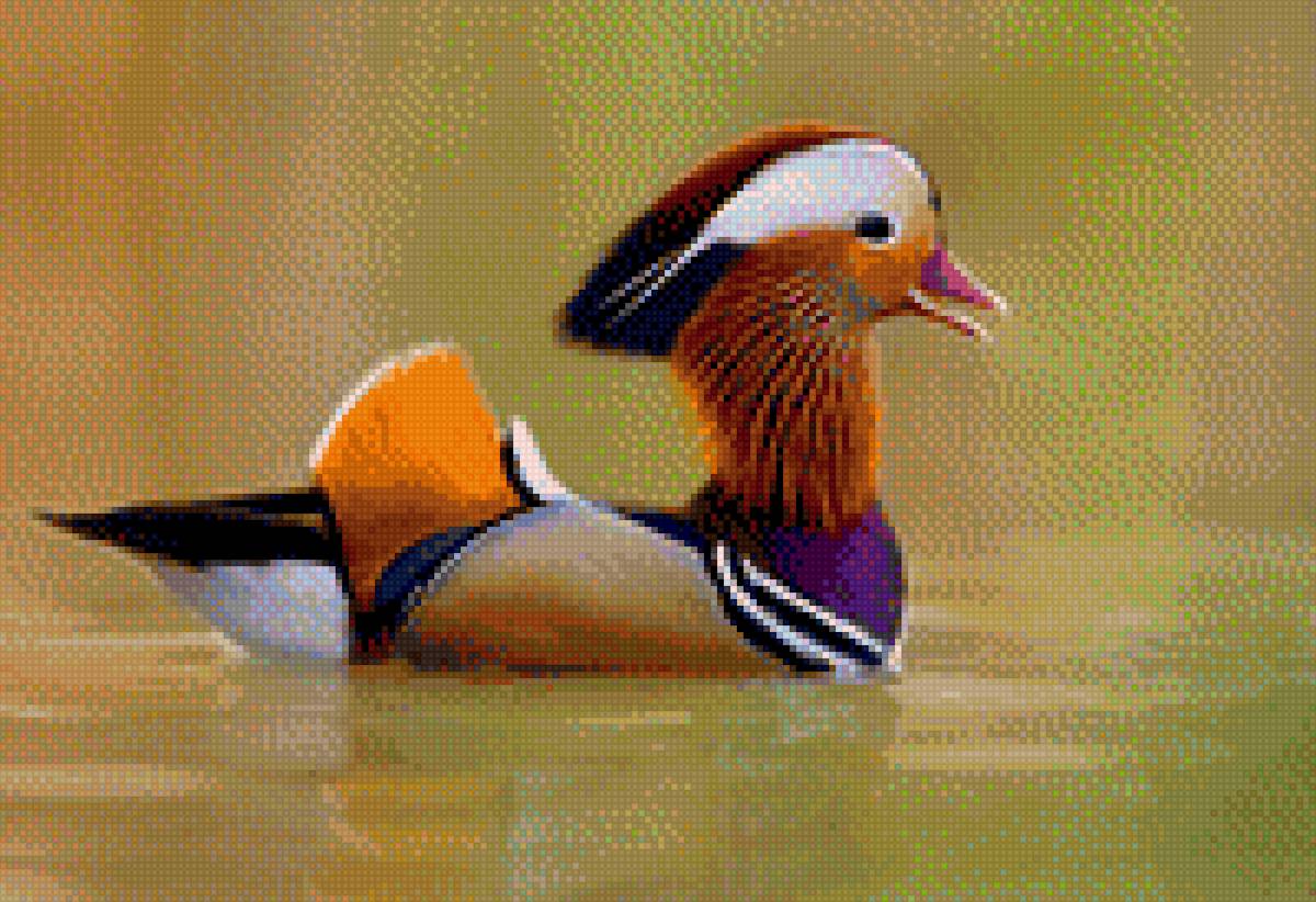 Утка Мандаринка - фото, речка, природа, птицы, плывет, утятка - предпросмотр