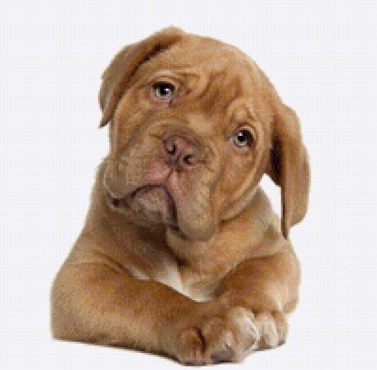 Бордосский дог щенок - порода, щенок, бордосский дог, собака, домашние любимцы - предпросмотр