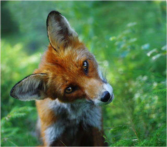 Лисичка - дикое животное, фото, лесное, хищник, лиса - оригинал