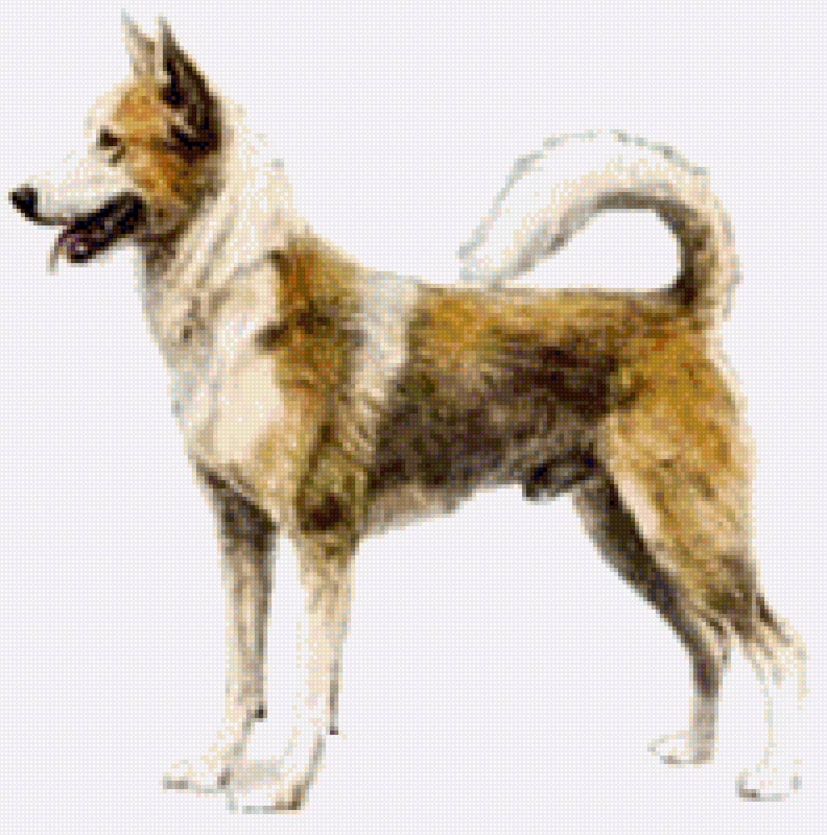 Лайка - порода, лайка, домашние любимцы, собака - предпросмотр