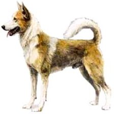 Схема вышивки «Лайка»