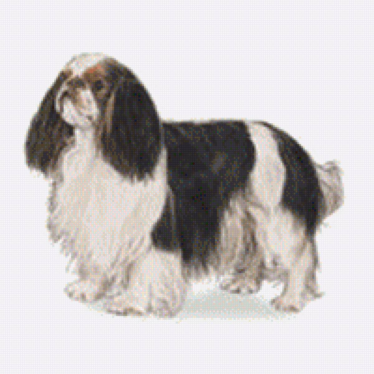 Чарльз кинг спаниель - порода, чарльз кинг спаниель, домашние любимцы, собака - предпросмотр