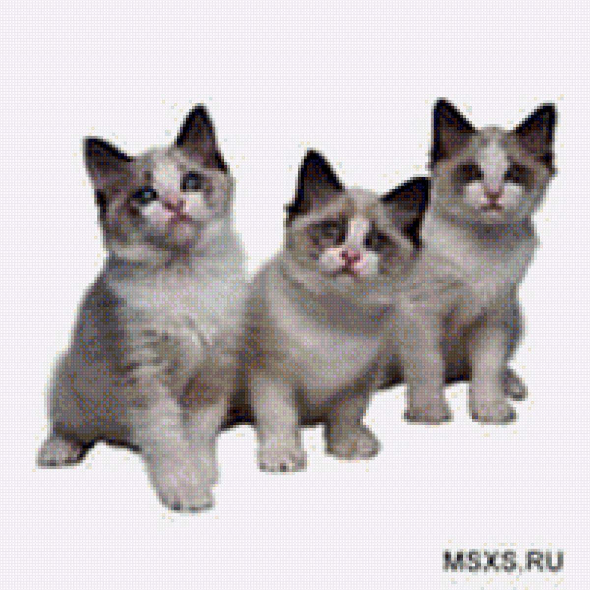 Трио котят - фото, котята, домашние любимцы - предпросмотр