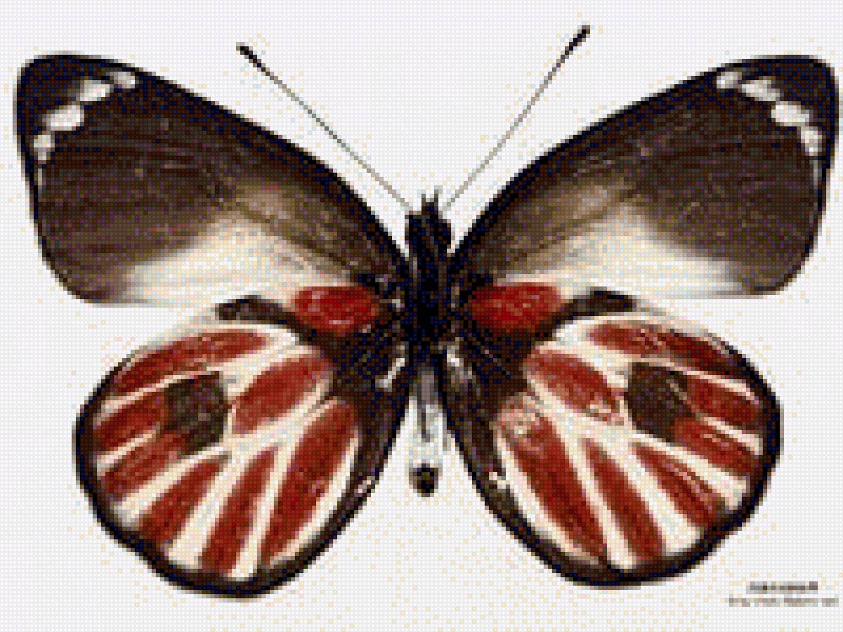 Бабочка - насекомое, бабочка, картина - предпросмотр