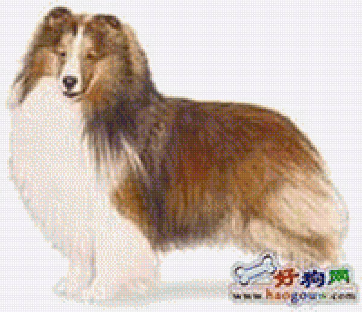 Колли - собака, домашние любимцы, колли, порода - предпросмотр