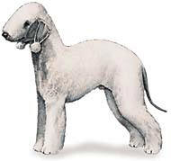 Бедлингтон терьер - животное, домашний любимец, белый, терьер, бедлингтон, фото, собака - оригинал