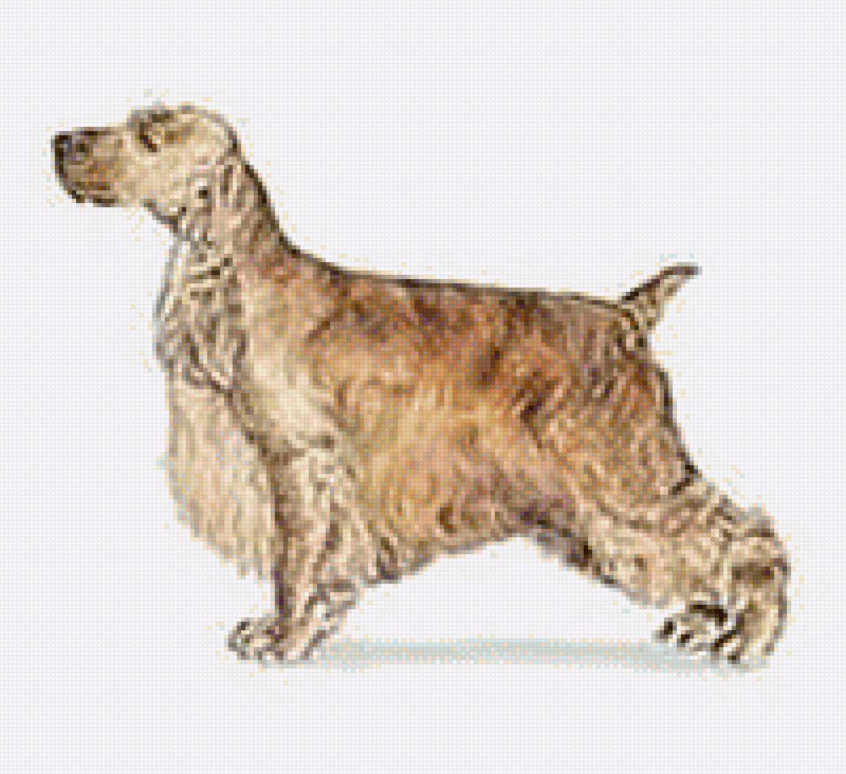 Английский коккер спаниель - домашние любимцы, порода, собака, английский коккер спаниель - предпросмотр