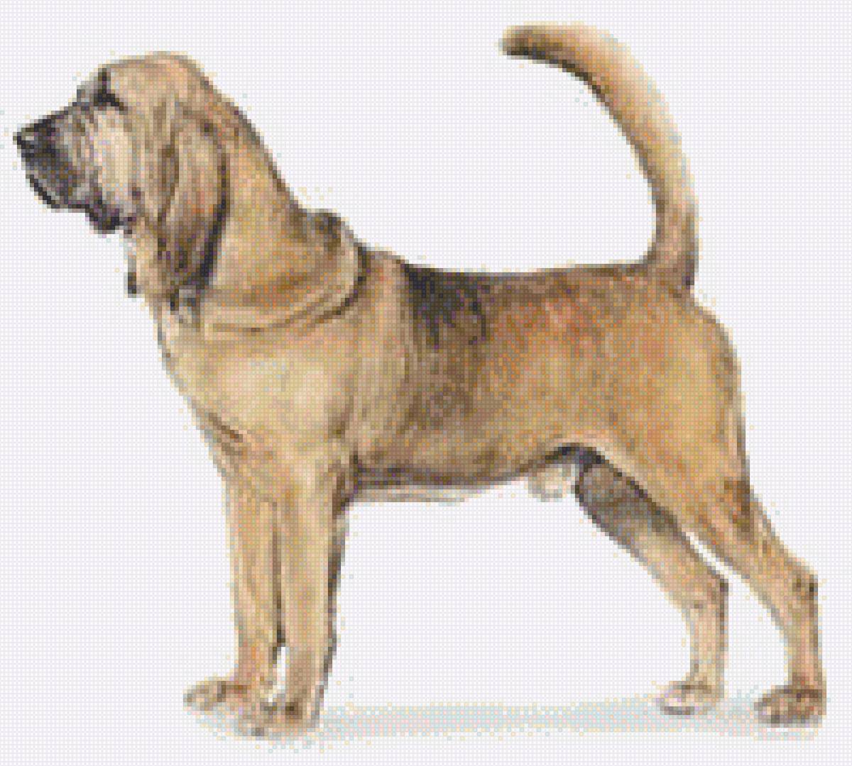 Бладхаунд. Рисунок карандашом бладхаунд. Бладхаунд порода собак с короткими ногами. Бладхаунд стандарт породы. 9 группа собак