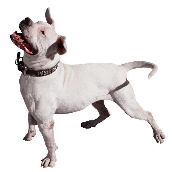 Сатффордширский терьер - порода, домашние любимцы, собака, стаффордширский терьер - оригинал