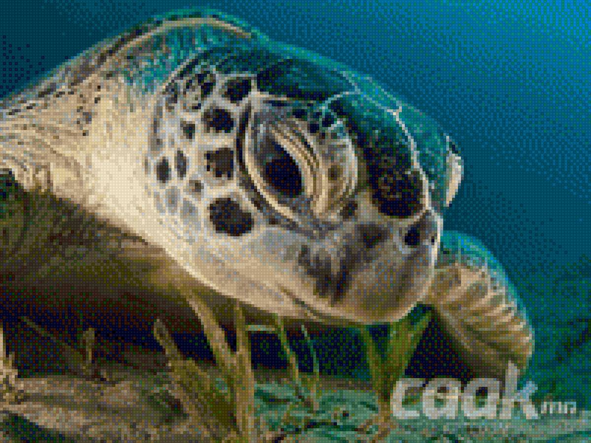 Черепаха - морское, черепаха, животное - предпросмотр