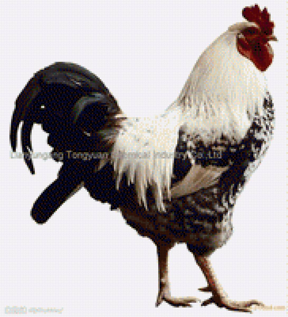 Петух - картинка, петух, птица - предпросмотр