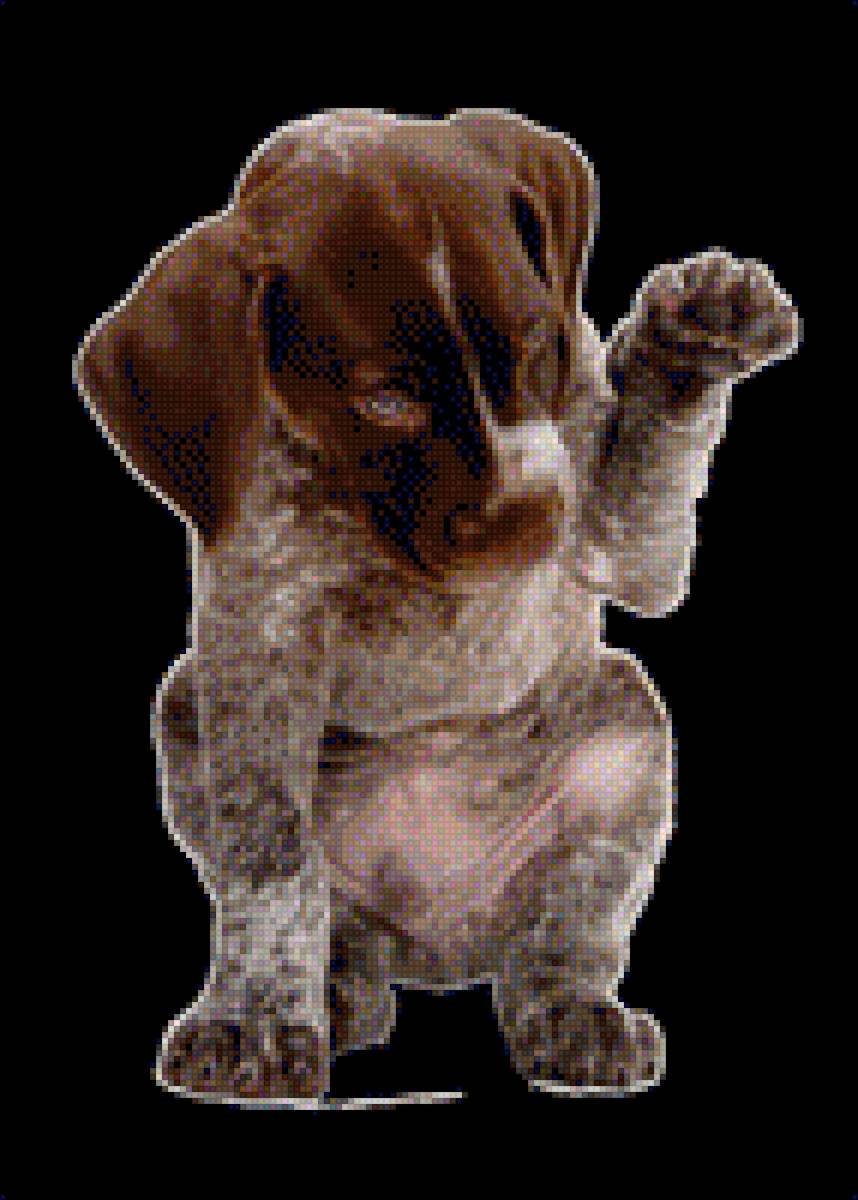 Курцхар щенок - щенок, собака, курцхар, животное - предпросмотр