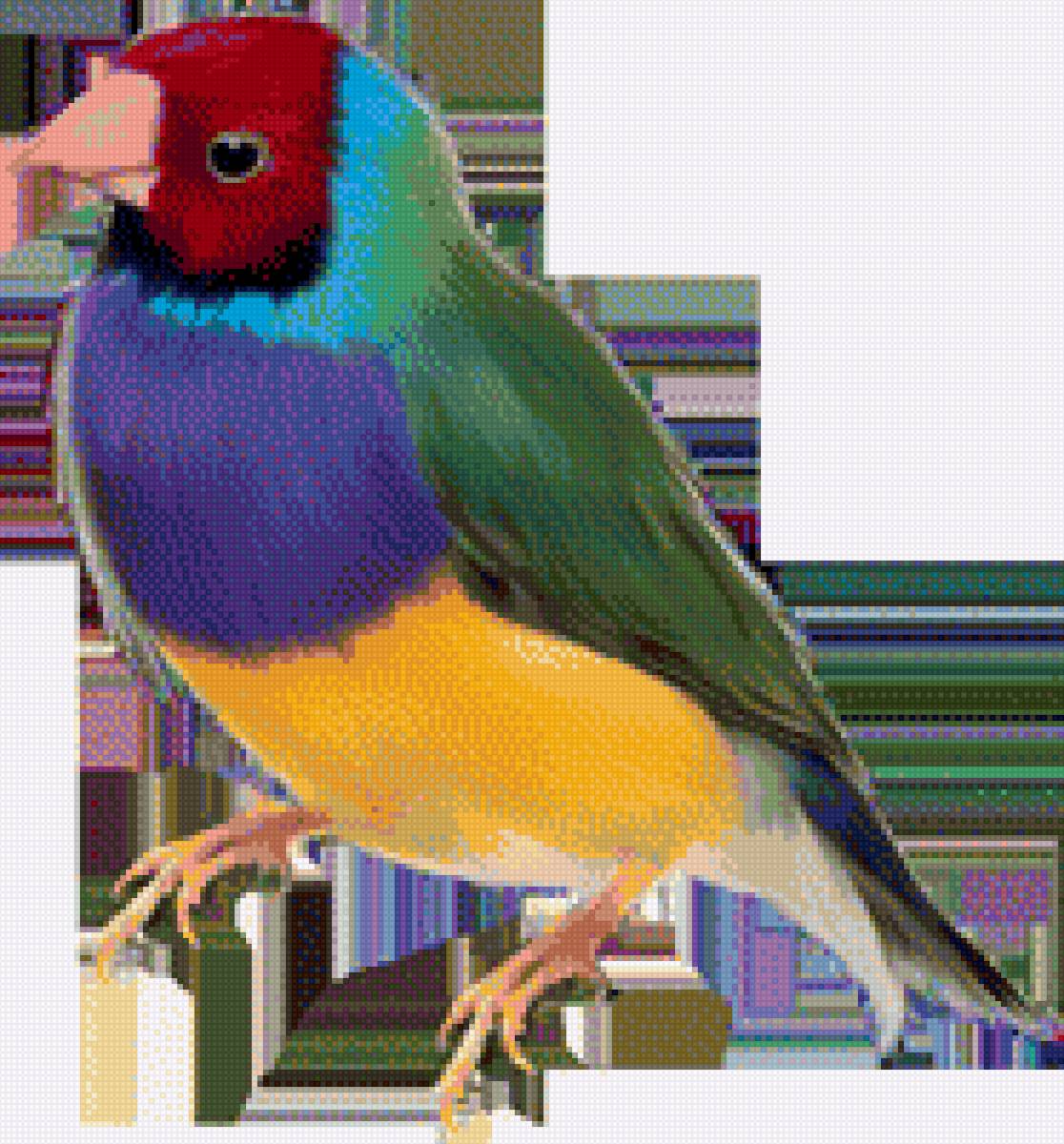 Амадина - певчая, фото, птица, амадина - предпросмотр