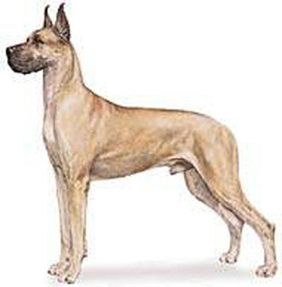 Дог - домашние любимцы, немецкий дог, порода, собака - оригинал