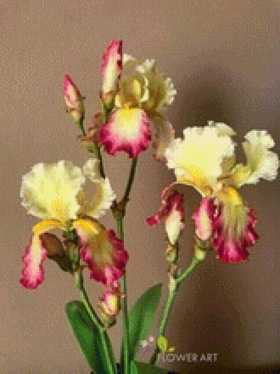 ирис - цветы, ирис - предпросмотр