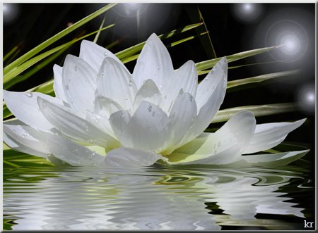 лилия - лилия, отражение, цветы, вода - оригинал