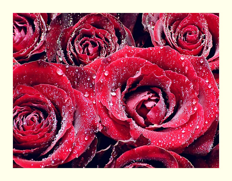 №2043966 - цветы, розы - оригинал