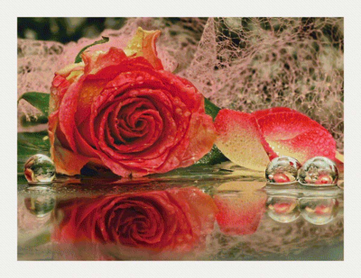 №2043970 - цветы, розы, натюрморт - предпросмотр