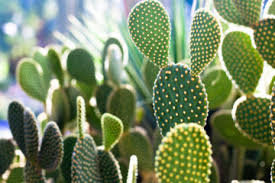 Кактусы опунция - оригинал