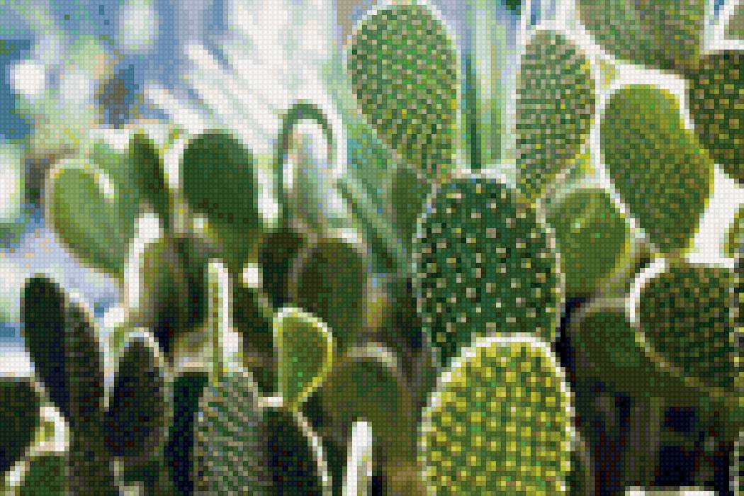 Кактусы опунция - предпросмотр