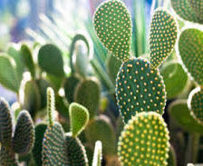 Схема вышивки «Кактусы опунция»