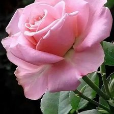 Схема вышивки «Прелестная роза»