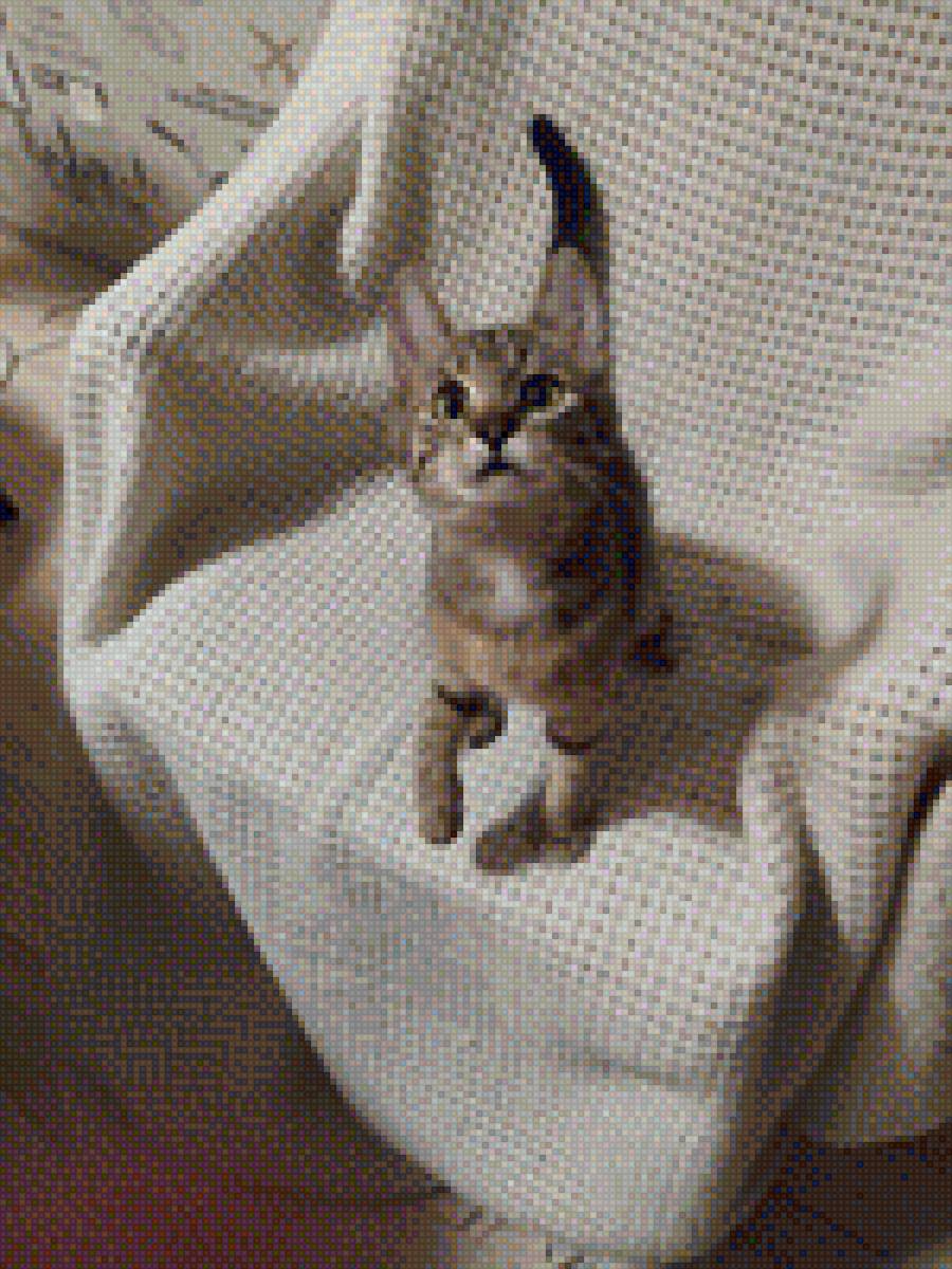 Котенок - животное, котенок, домашние любимцы, кресло - предпросмотр