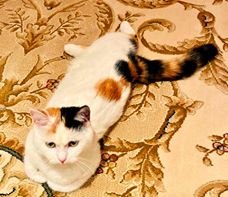 Кошка на ковре - кошка, домашние любимцы, животные - оригинал