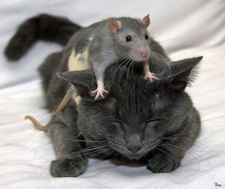 Котик и крыска - домашние любимцы, животные, крыса, кот - оригинал