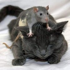 Котик и крыска