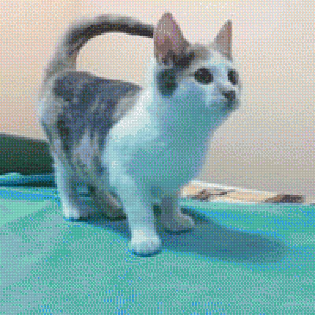 Кошка - животные, кошка, домашние любимцы - предпросмотр