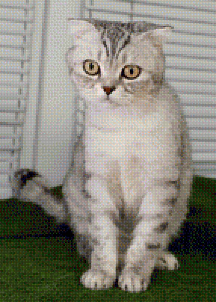 Британец - кот, домашние любимцы фото, порода, британец - предпросмотр