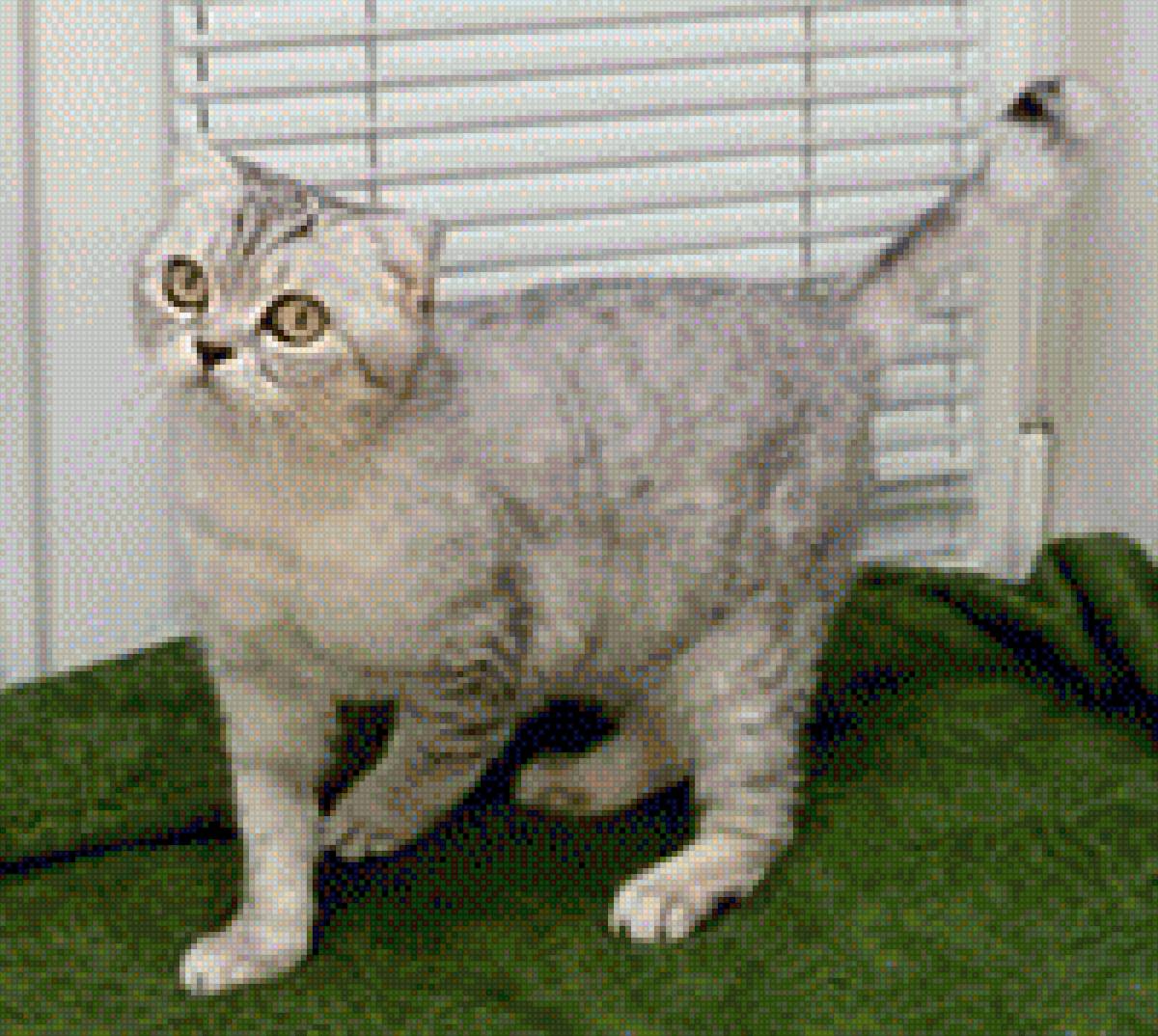 Британец - кот, порода, домашние любимцы фото, британец - предпросмотр