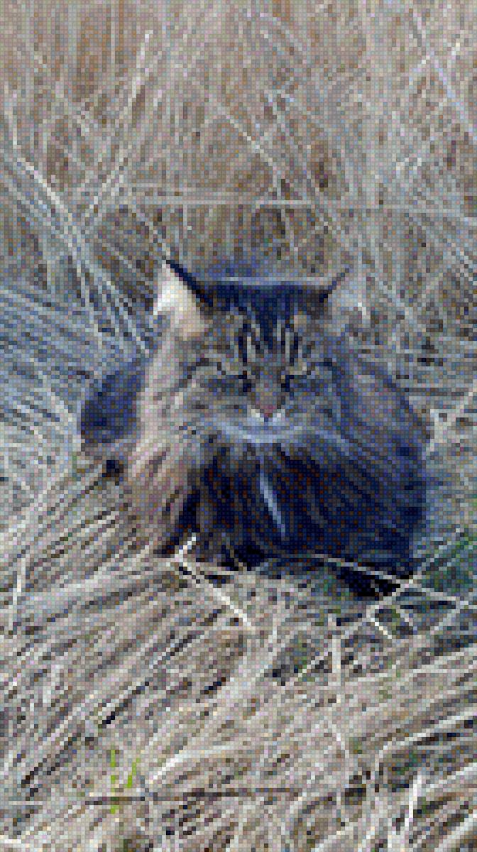 Сибиряк в траве - кот, домашние любимцы фото, порода, сибирский - предпросмотр