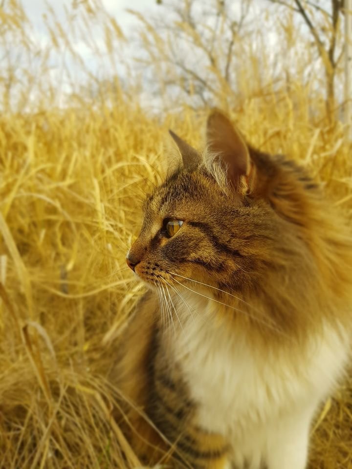 Кот и осень - осень, кот, фото, домашние любимцы - оригинал