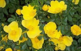 Шиповник - шиповник, цветок, куст, фото, сад, растение - оригинал