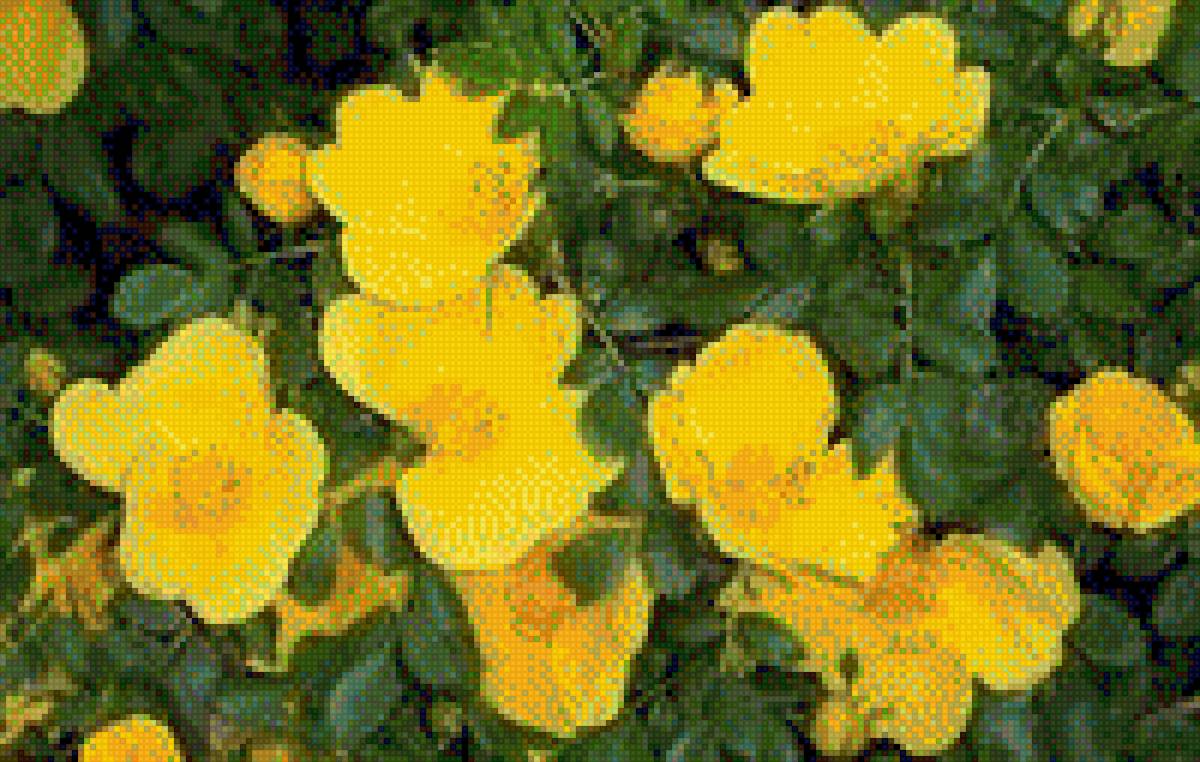 Шиповник - растение, куст, фото, шиповник, сад, цветок - предпросмотр