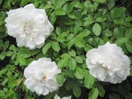 Шиповник - шиповник, сад, цветок, фото, куст, растение - оригинал