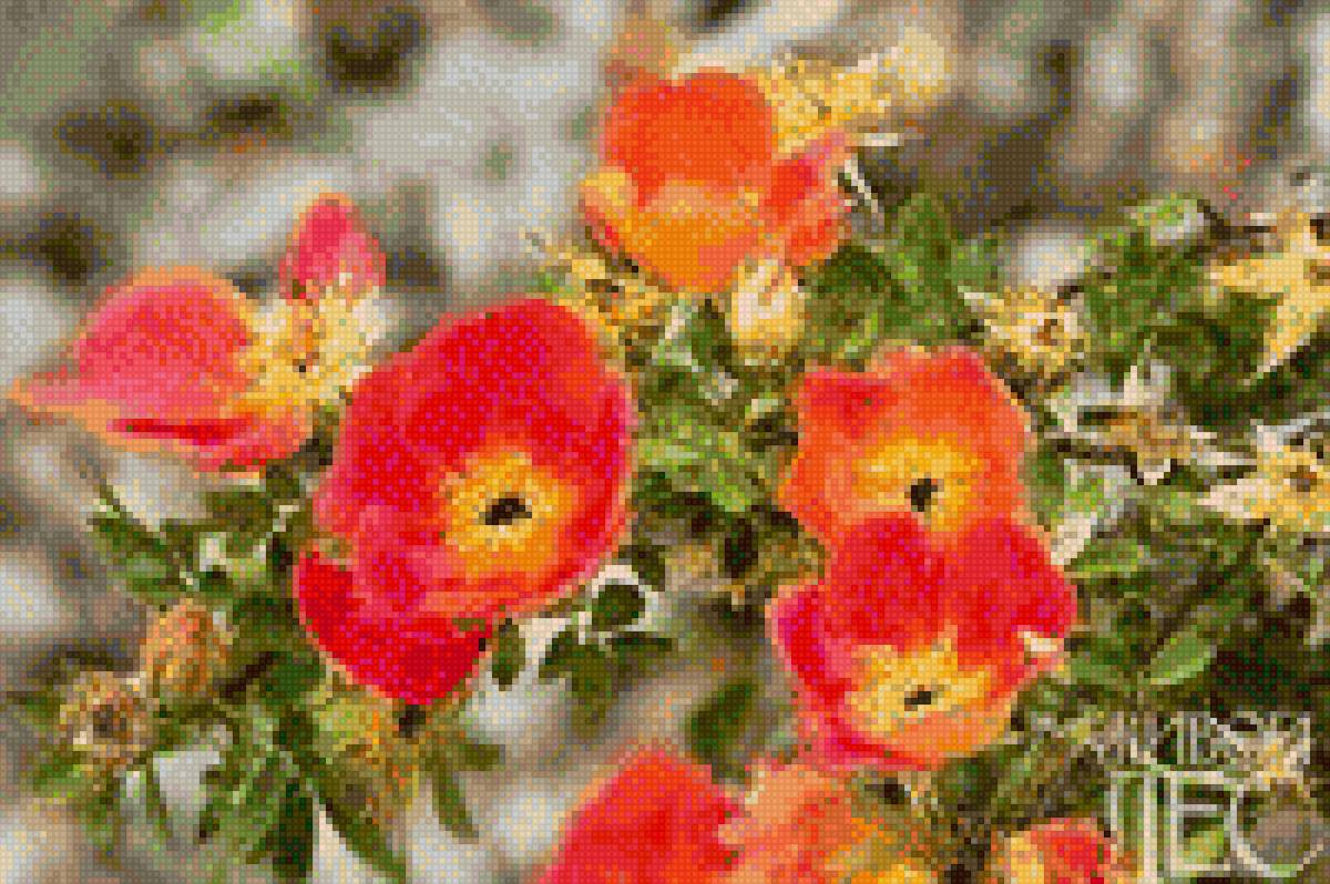 Шиповник - сад, растение, цветок, фото, куст, шиповник - предпросмотр