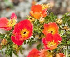 Схема вышивки «Шиповник»