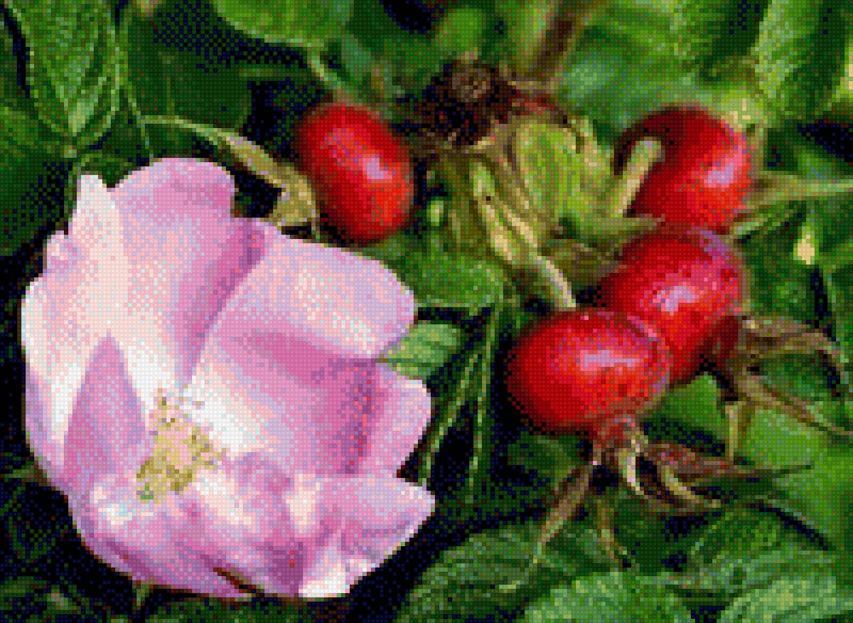 Шиповник - куст, шиповник, цветок, фото, сад, растение - предпросмотр