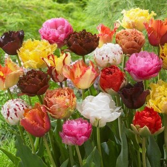 Тюльпаны - тюльпаны, растения, цветы - оригинал