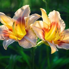 Схема вышивки «Лилейники»