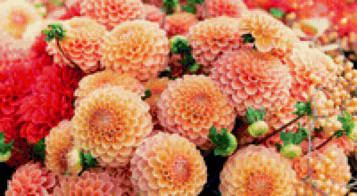 Хризантема - цветы, растения, фото, хризантема - предпросмотр