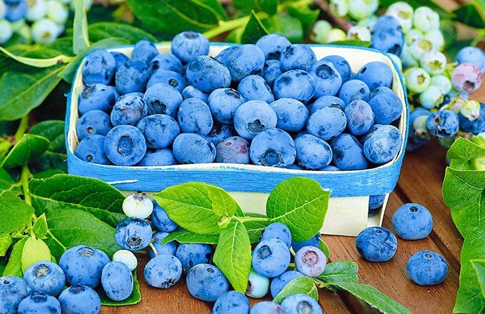 Голубика - ягода, голубика, растение - оригинал