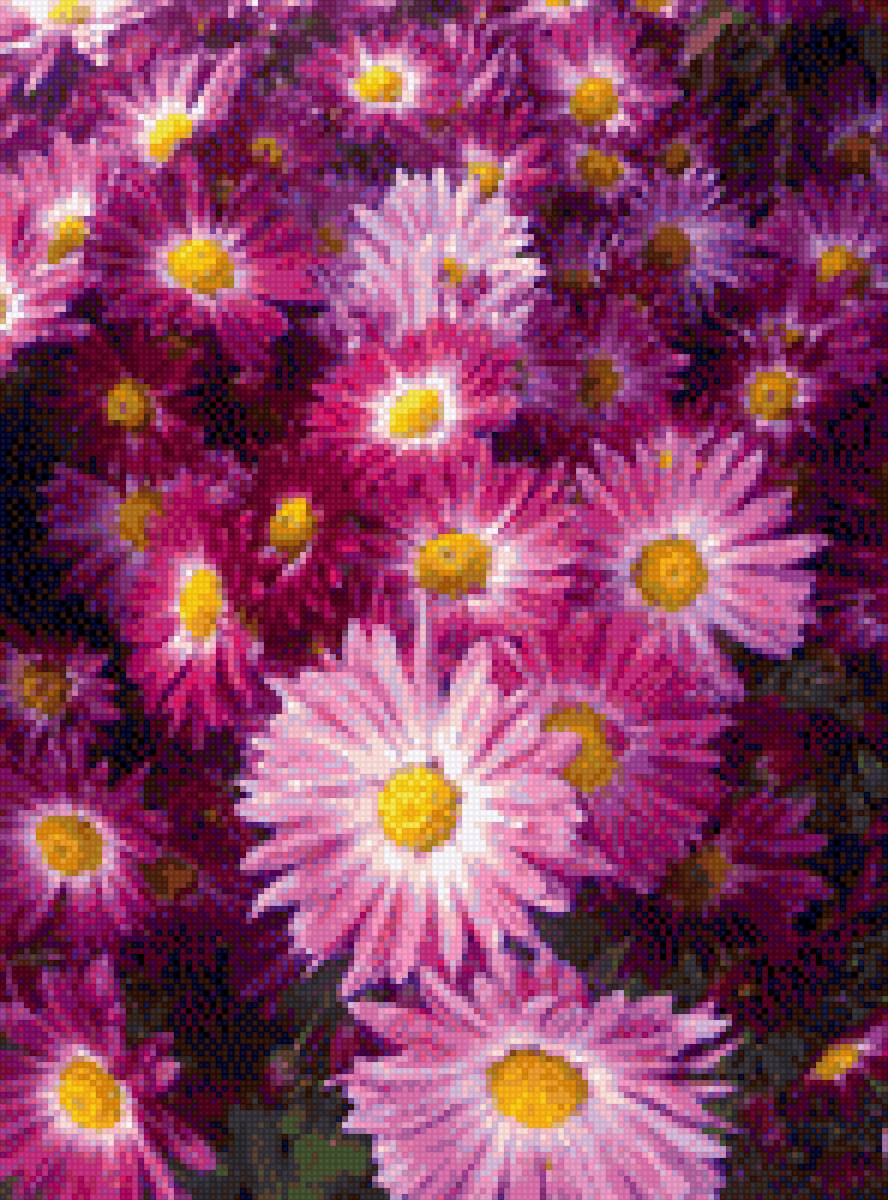 Астра - цветы, астра, растения - предпросмотр