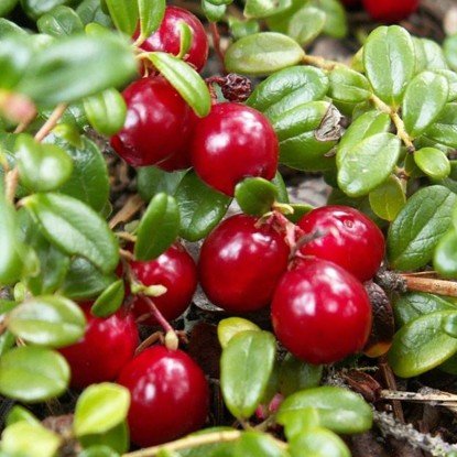 Брусника - брусника, ягода, растение - оригинал