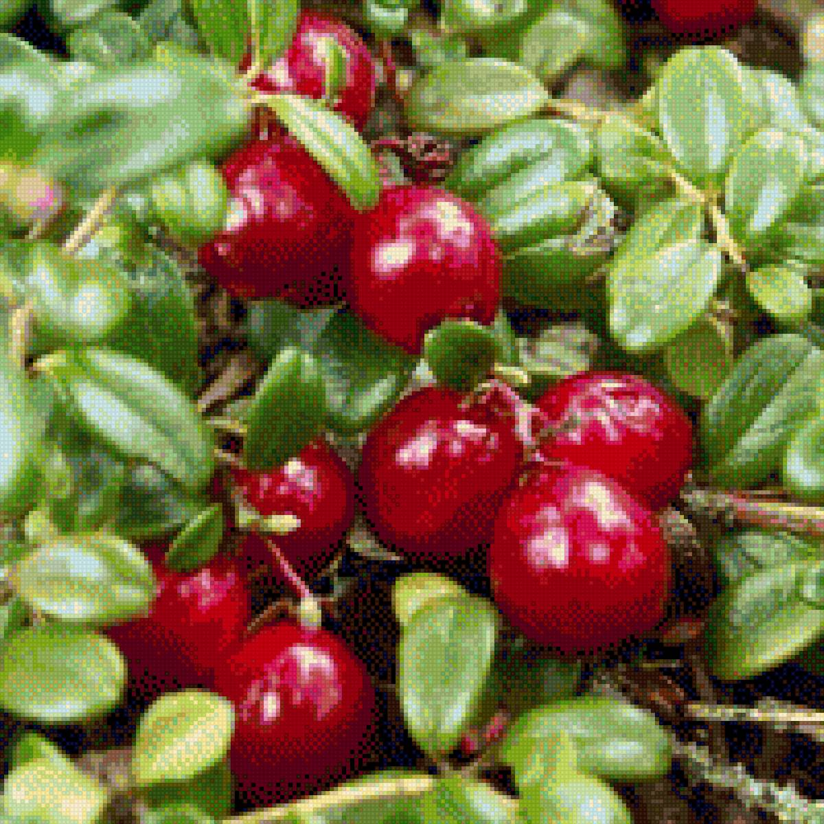 Брусника - ягода, брусника, растение - предпросмотр